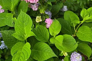 802 S Blue Ridge Ave, Culpeper, VA 22701 - Photo 96