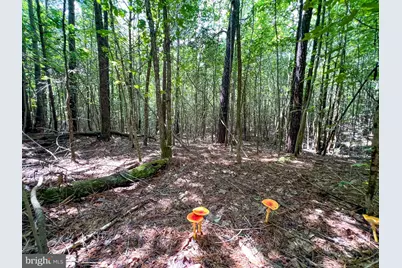 25.5 Acres Ladysmith, Ruther Glen, VA 22546 - Photo 12