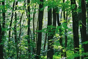 0 National Forest Access Rd, Luray, VA 22835 - Photo 1