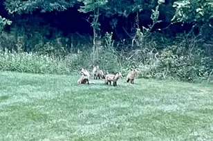 9322 Falling Water Dr, Bristow, VA 20136 - Photo 66