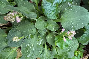 12495 Manchester Way, Woodbridge, VA 22192 - Photo 48