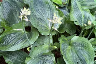 12495 Manchester Way, Woodbridge, VA 22192 - Photo 50