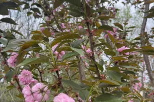 2785 Sugar Pine Ct, Woodbridge, VA 22192 - Photo 8