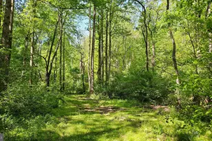 559 Bessie Bell Mountain Rd, Castleton, VA 22716 - Photo 70