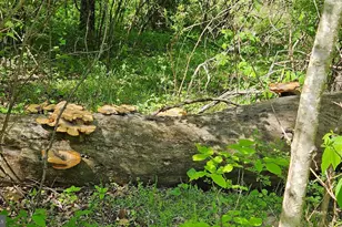 559 Bessie Bell Mountain Rd, Castleton, VA 22716 - Photo 68