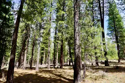 77 Cody Drive, Clio, CA 96106 - Photo 10