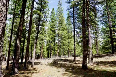 77 Cody Drive, Clio, CA 96106 - Photo 8