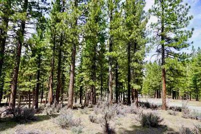 77 Cody Drive, Clio, CA 96106 - Photo 4