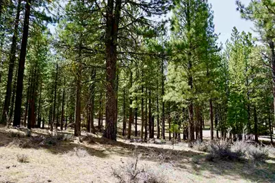 77 Cody Drive, Clio, CA 96106 - Photo 2