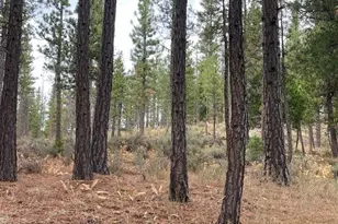 1446 Hwy 89, Clio, CA 96106 - Photo 40