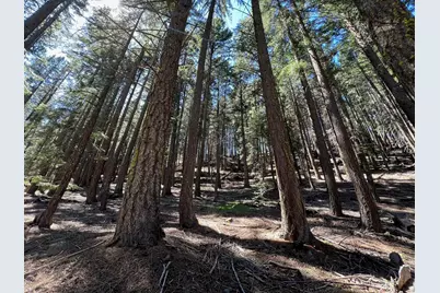 84 Yonkalla Trail, Graeagle, CA 96103 - Photo 4