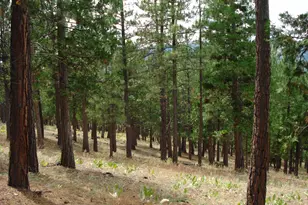 307 Big Cedar Ln, Portola, CA 96122 - Photo 6