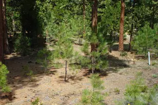 745 Blacktail Ridge, Portola, CA 96122 - Photo 4