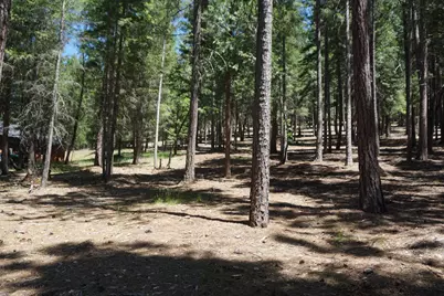 397 Main Ranch Road, Quincy, CA 95971 - Photo 4