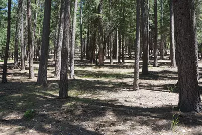 397 Main Ranch Road, Quincy, CA 95971 - Photo 2