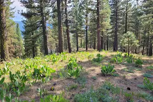 221 Cayden Dr, Clio, CA 96106 - Photo 1