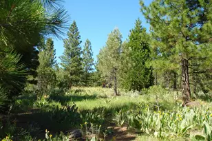 288 Arrowleaf Rd, Portola, CA 96122 - Photo 1