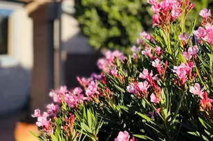 2442 W Tom Watson Dr, Tucson, AZ 85742 - Photo 34