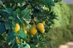 2442 W Tom Watson Dr, Tucson, AZ 85742 - Photo 36