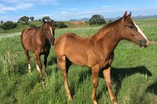 Tbd San Rafael Valley Rd, Patagonia, AZ 85624 - Photo 4