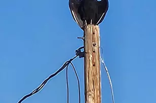 12440 S Coleman Rd, Tucson, AZ 85735 - Photo 42