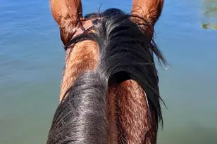 000 Forest Road 4748 Rd, Patagonia, AZ 85624 - Photo 30