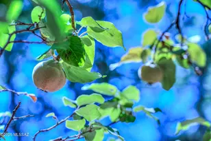 44 E Ramsey Canyon Rd, Hereford, AZ 85615 - Photo 38