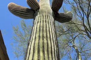 2652 S Falcon View Dr, Tucson, AZ 85713 - Photo 40