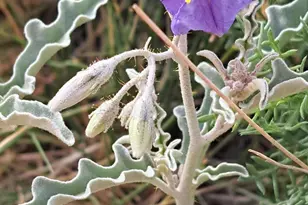 653 E Border Rd, Bisbee, AZ 85603 - Photo 32
