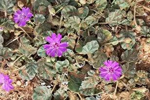 653 E Border Rd, Bisbee, AZ 85603 - Photo 30