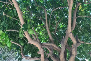 2757 W Casas Dr Dr, Tucson, AZ 85742 - Photo 40