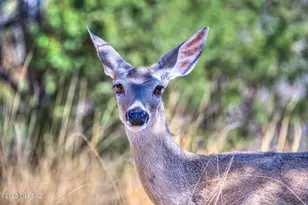 10185 South Bailando Rio, Hereford, AZ 85615 - Photo 40