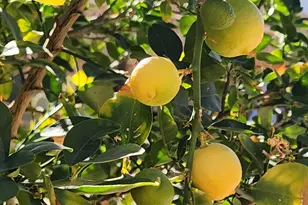 325 S Ave A, San Manuel, AZ 85631 - Photo 30