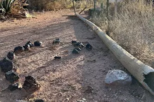 3644 W Vista Del Viejo, Bisbee, AZ 85603 - Photo 16