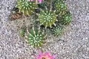 2262 N Woods Pl, Tucson, AZ 85749 - Photo 36