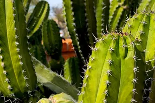 8449 N Via Tioga, Tucson, AZ 85704 - Photo 32