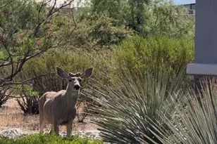 3566 N Molino Canyon Pl, Tucson, AZ 85749 - Photo 36