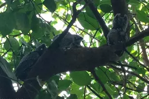 12519 N Como Dr, Tucson, AZ 85755 - Photo 40