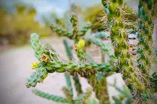 403 S El Paso Ave, Tucson, AZ 85701 - Photo 8