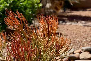 355 W Sacaton Canyon Dr, Oro Valley, AZ 85755 - Photo 40