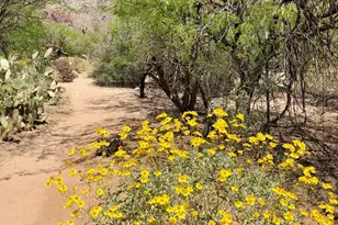 6655 N Canyon Crest Dr, Tucson, AZ 85750 - Photo 46
