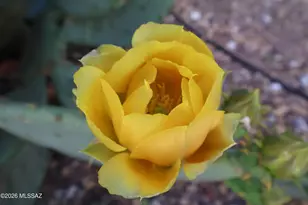 4145 N Via Villas, Tucson, AZ 85719 - Photo 40