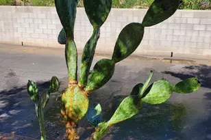 4145 N Via Villas, Tucson, AZ 85719 - Photo 44