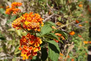 4145 N Via Villas, Tucson, AZ 85719 - Photo 42