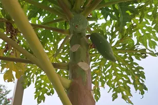 1725 S Jones Blvd, Tucson, AZ 85713 - Photo 34