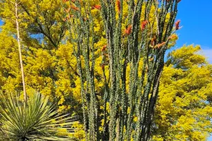 91 W Olive Dr, Green Valley, AZ 85614 - Photo 24