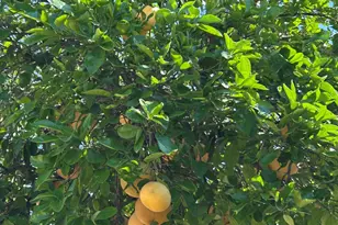 1002 N Caribe Ave, Tucson, AZ 85710 - Photo 34