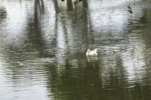 4550 N Flowing Wells Rd, Tucson, AZ 85705 - Photo 30