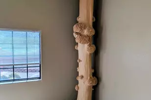 16725 N Red Sunset Trail, Tucson, AZ 85739 - Photo 4