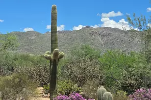 11743 E Limberlost Rd, Tucson, AZ 85749 - Photo 8